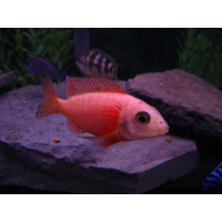Aulonocara Red Dragon